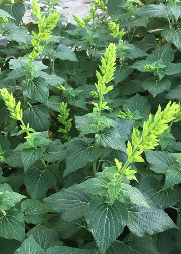 Salvia Mexicana Limelight - 1 Gallon