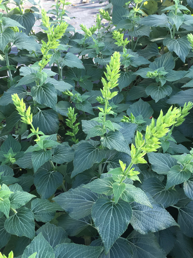 Salvia Mexicana Limelight - 1 Gallon