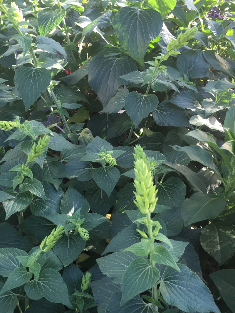 Salvia Mexicana Limelight - 1 Gallon