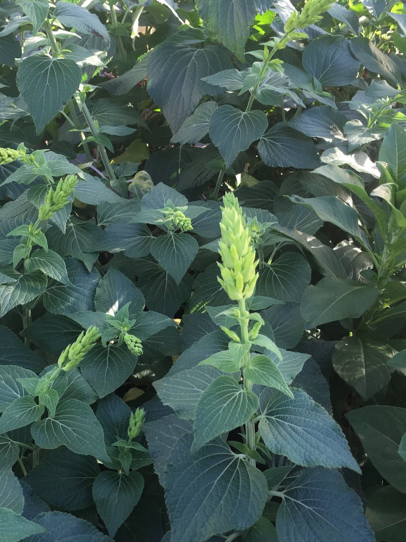 Salvia Mexicana Limelight - 1 Gallon