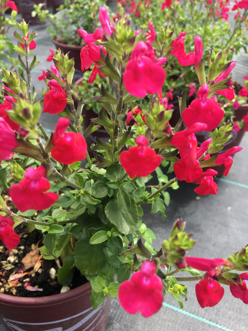 Salvia Free Speech - 1 Gallon
