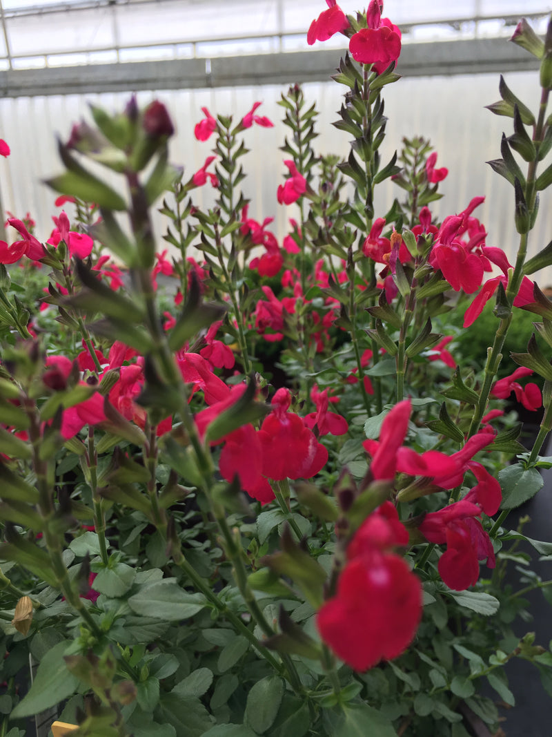 Salvia Free Speech - 1 Gallon