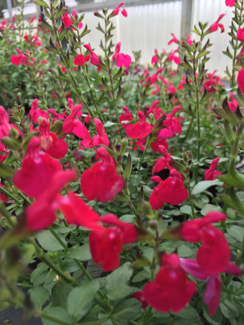 Salvia Free Speech - 1 Gallon