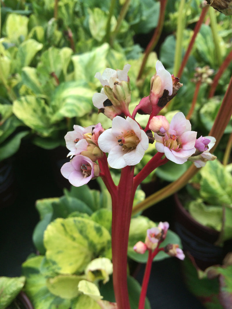 Bergenia Tubby Andrews - 1 Gallon