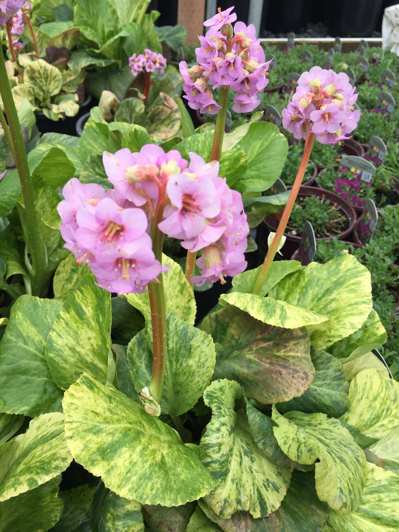 Bergenia Tubby Andrews - 1 Gallon