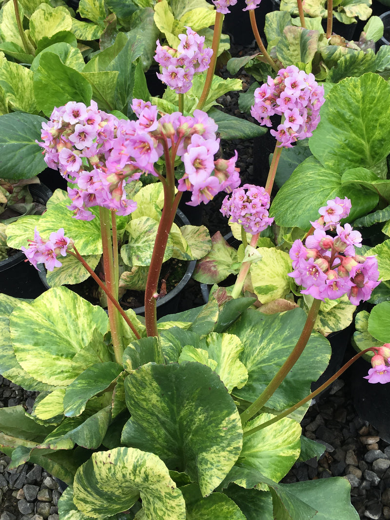 Bergenia Tubby Andrews - 1 Gallon
