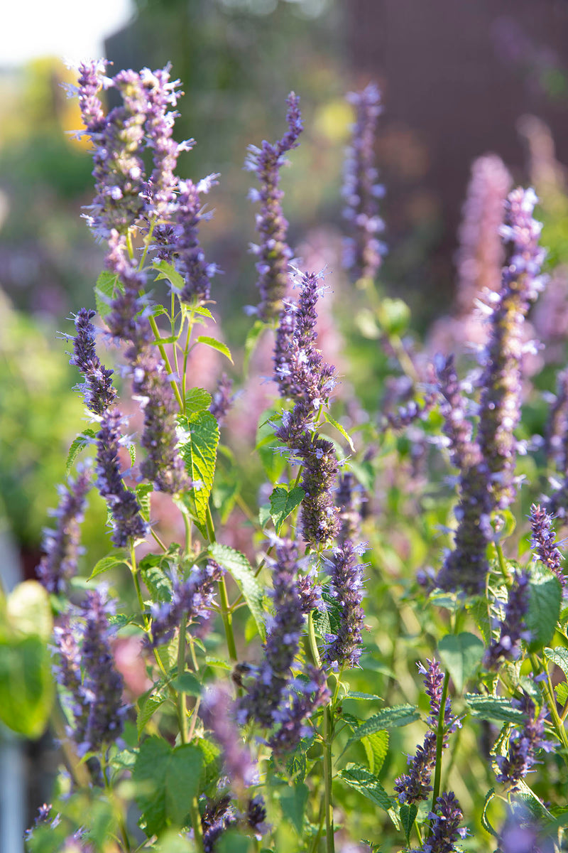 Agastache Astello Indigo - 3.5"