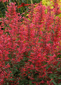 Agastache Kudos Coral - 1 Gallon