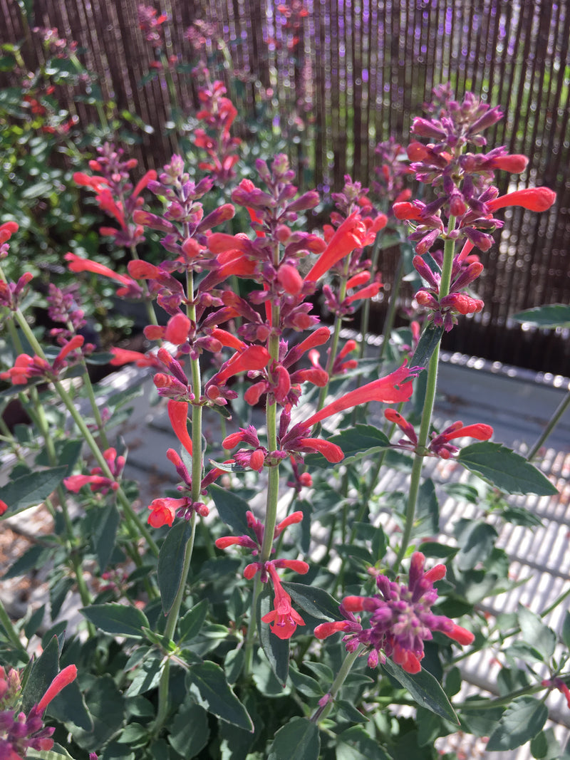 Agastache Kudos Coral - 1 Gallon