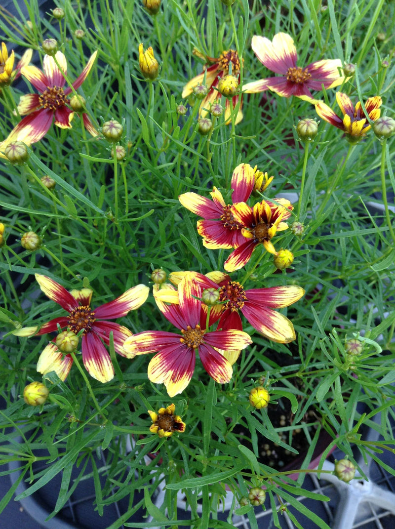 Coreopsis Bengal Tiger - 1 Gallon