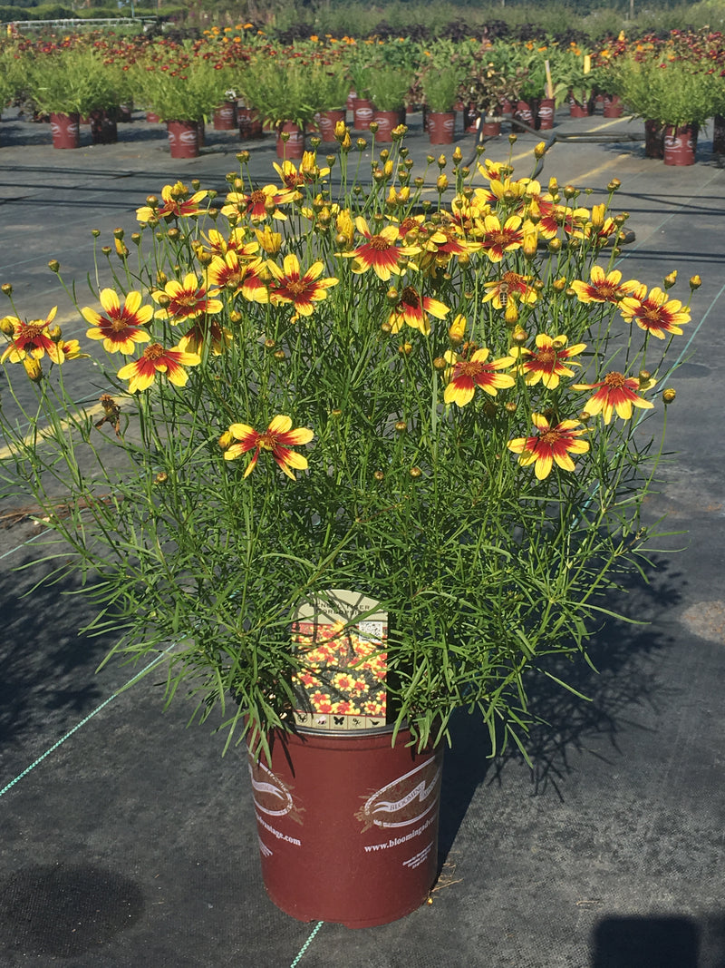 Coreopsis Bengal Tiger - 1 Gallon