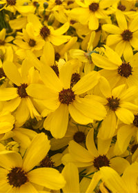 Coreopsis Imperial Sun - 1 Gallon