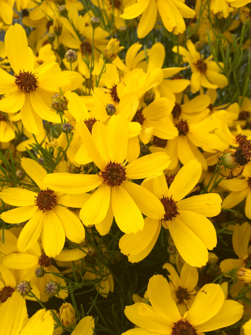 Coreopsis Imperial Sun - 1 Gallon