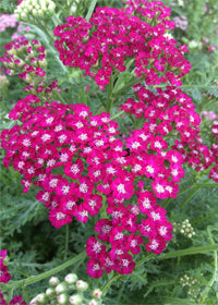Achillea New Vintage Violet - 1 Gallon