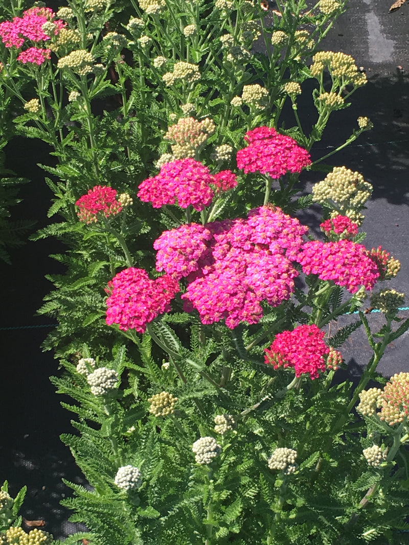 Achillea New Vintage Violet - 1 Gallon