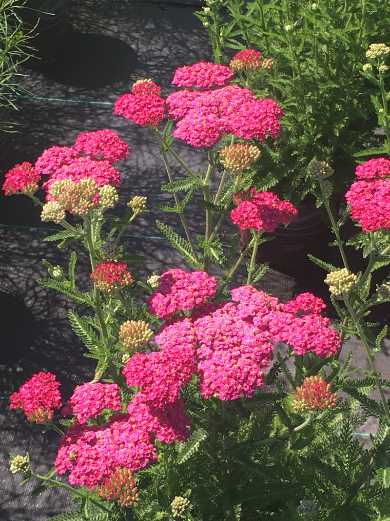 Achillea New Vintage Violet - 1 Gallon