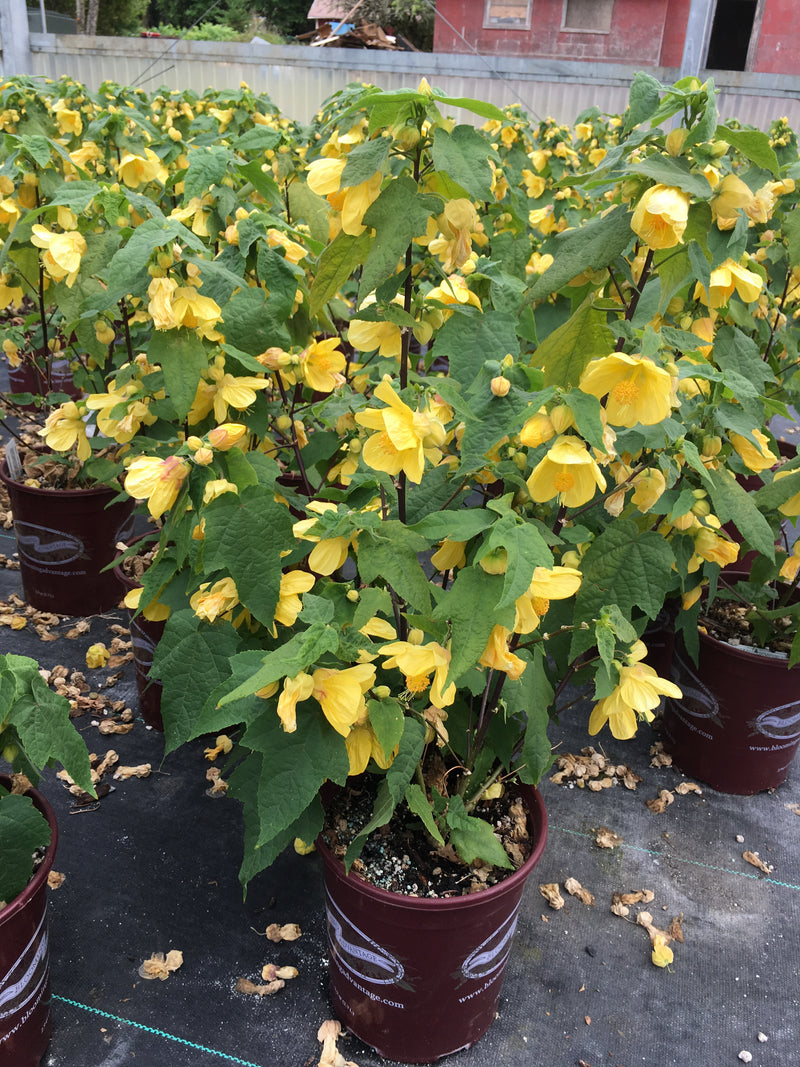 Abutilon Lucky Lantern Yellow - 1 Gallon