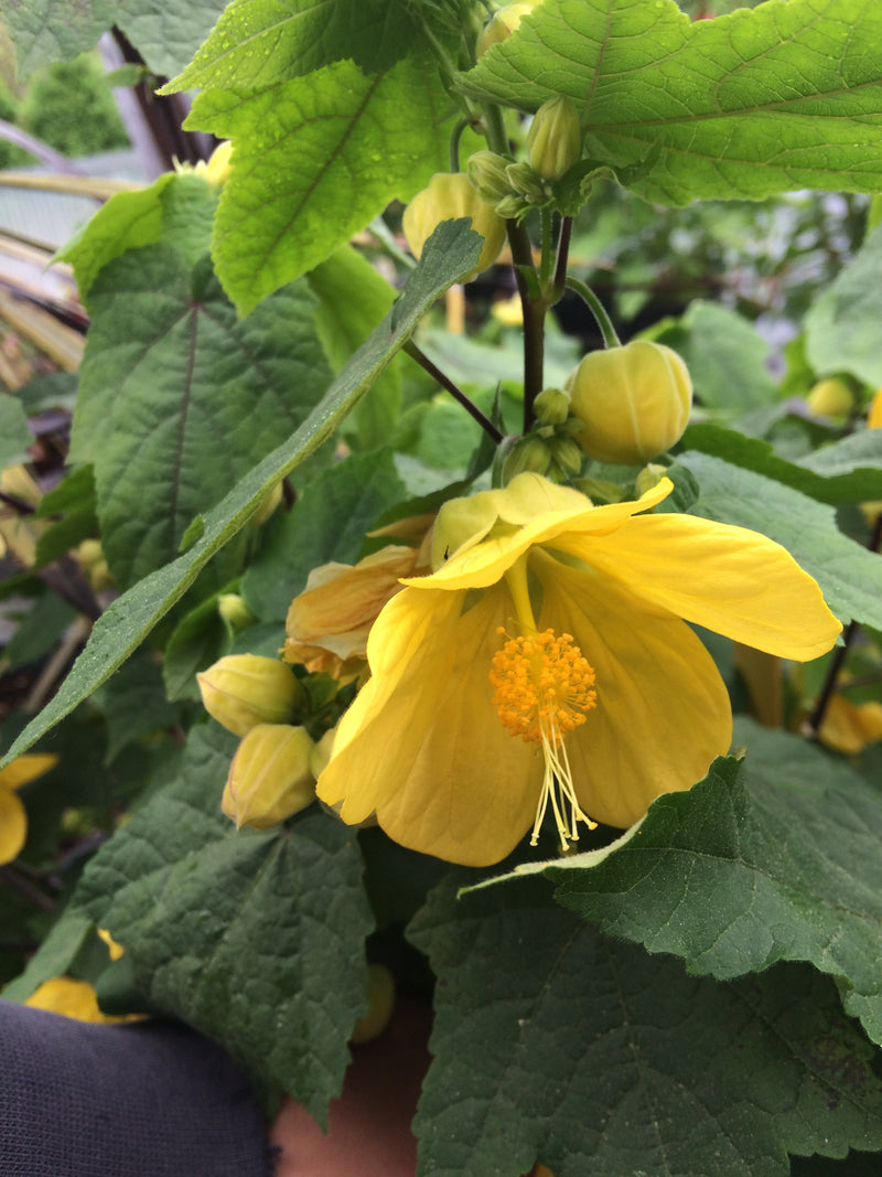 Abutilon Lucky Lantern Yellow - 1 Gallon