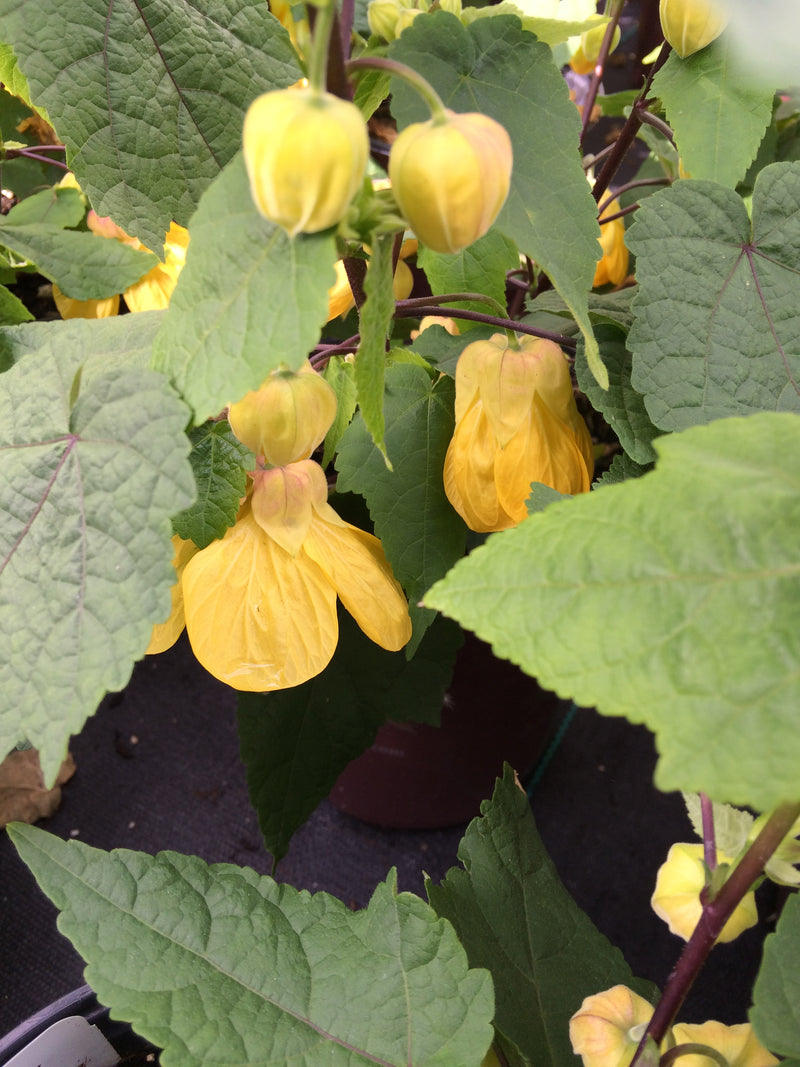 Abutilon Lucky Lantern Yellow - 1 Gallon