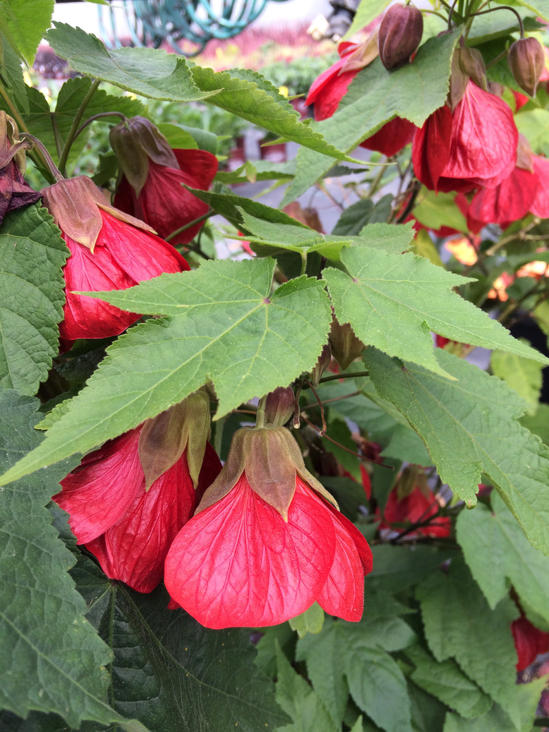 Abutilon Lucky Lantern Red - 1 Gallon