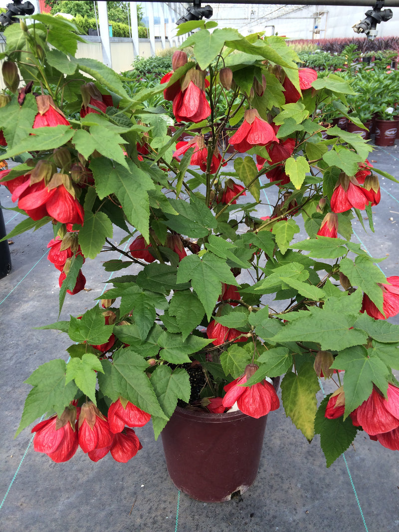 Abutilon Lucky Lantern Red - 1 Gallon