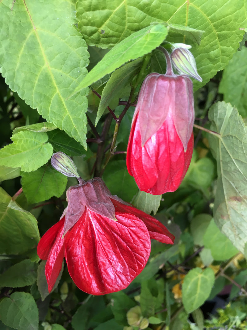 Abutilon Lucky Lantern Red - 1 Gallon