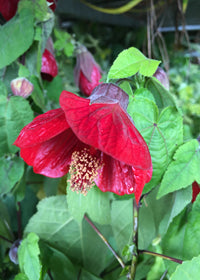 Abutilon Lucky Lantern Red - 1 Gallon
