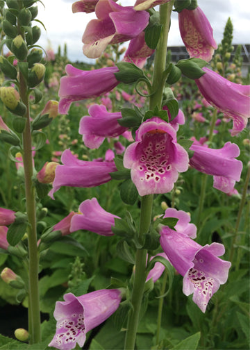 Digitalis Dalmatian Rose - 1 Gallon