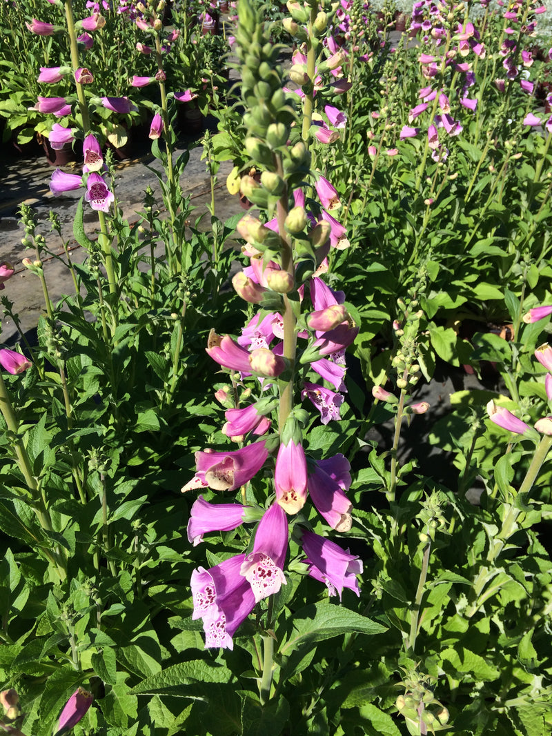 Digitalis Dalmatian Rose - 1 Gallon