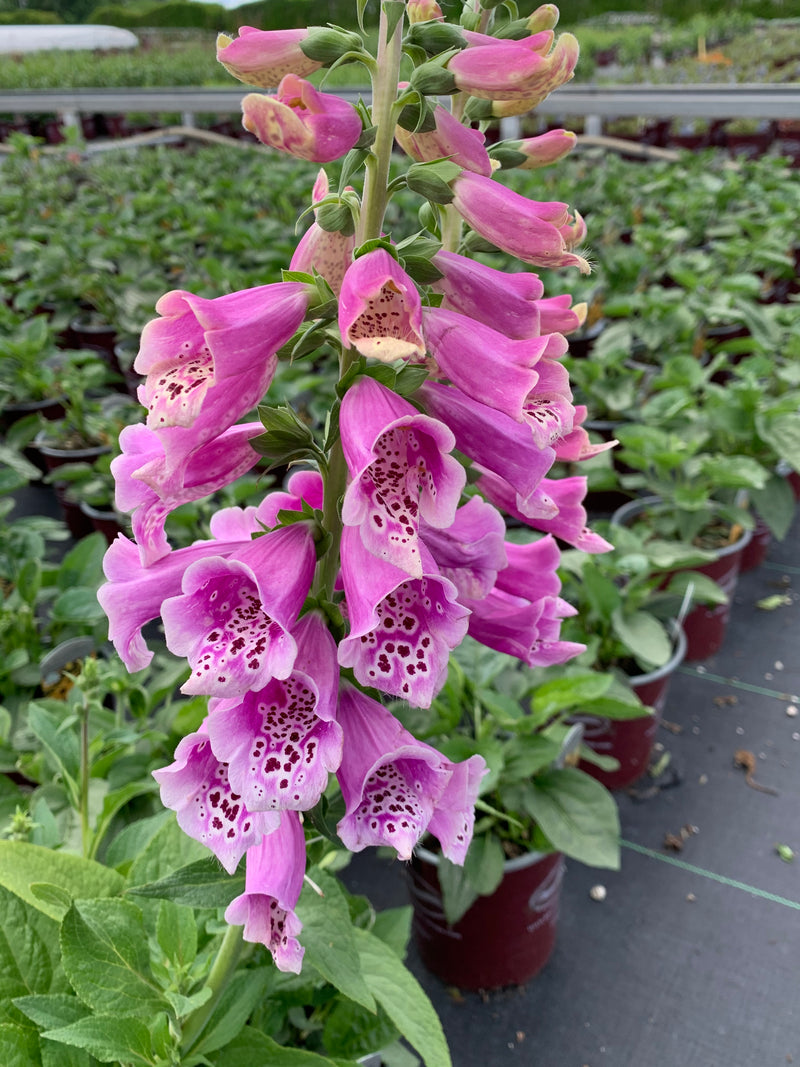 Digitalis Dalmatian Rose - 1 Gallon