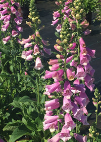 Digitalis Dalmatian Rose - 1 Gallon