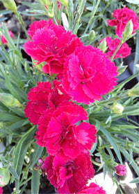 Dianthus Delilah Magenta - Quart