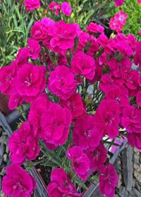 Dianthus Delilah Magenta - Quart