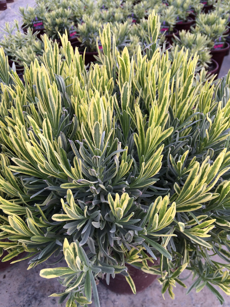 blond lavender plant Lavender Platinum Blonde