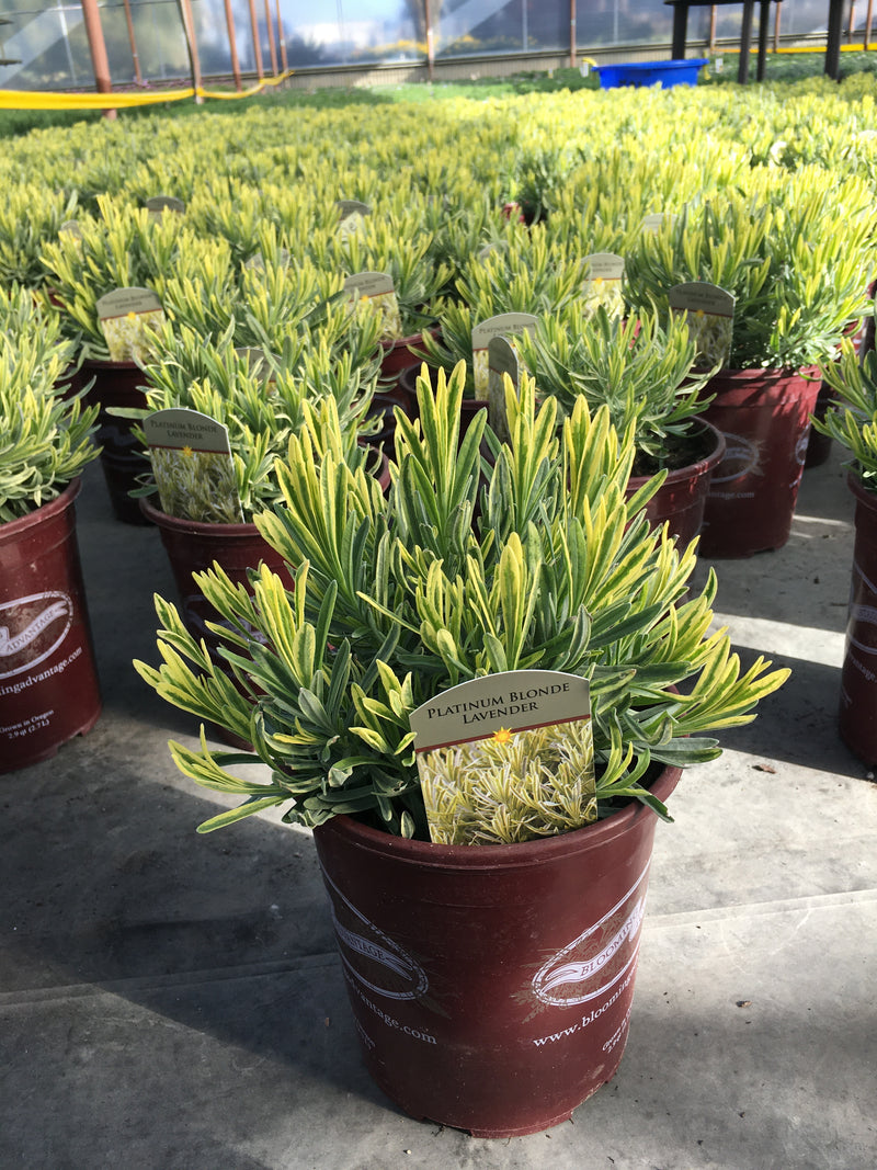 Lavender Platinum Blonde - 1-Gallon