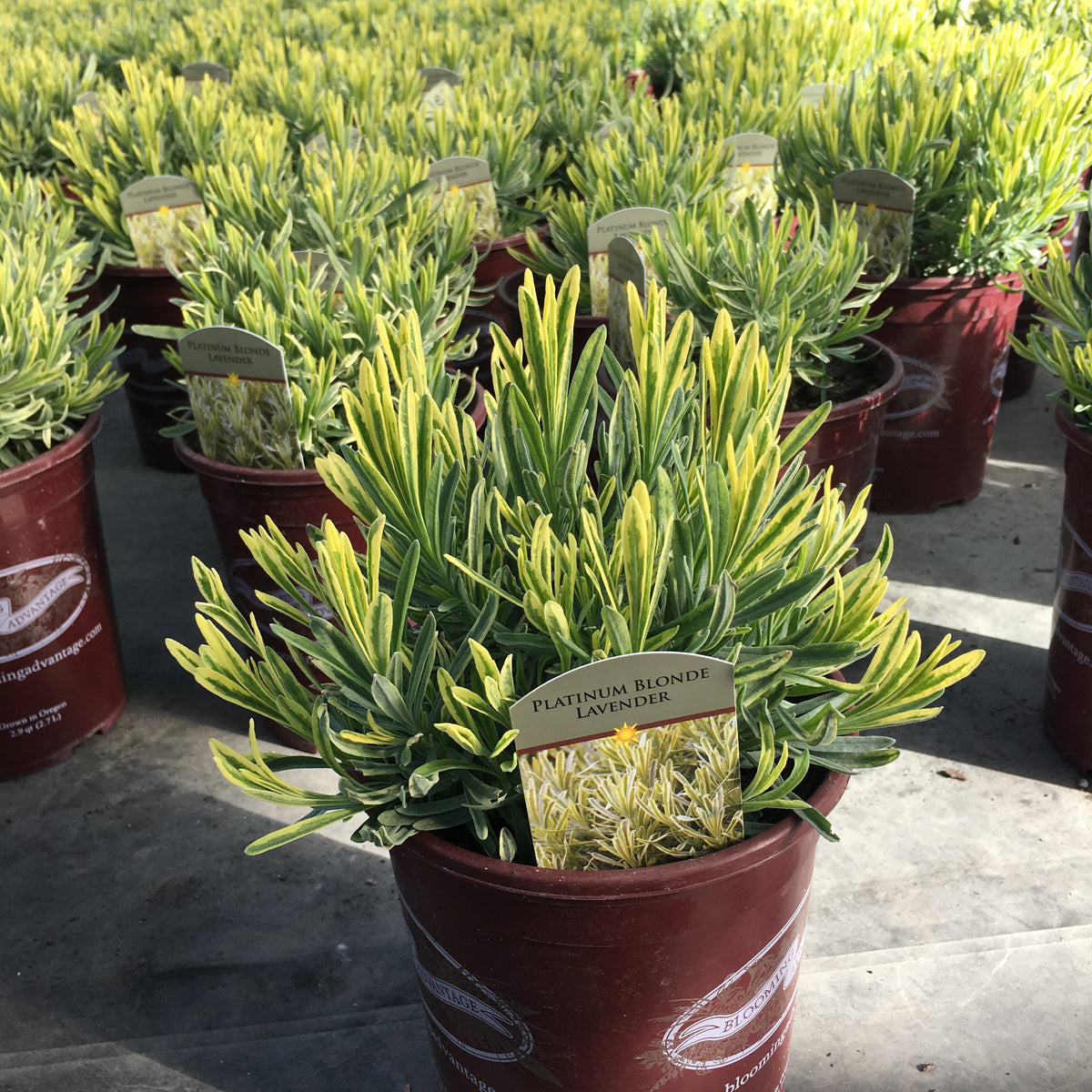 platinum blonde lavender plant Lavender Platinum Blonde