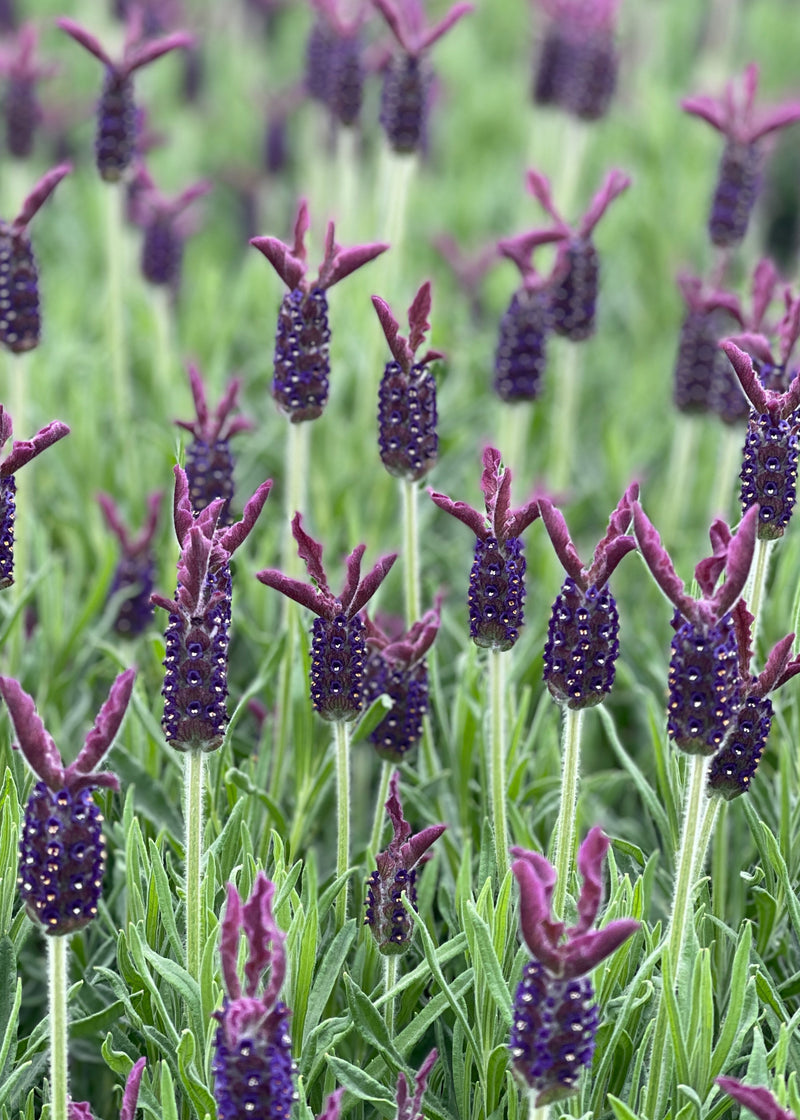 Lavender Helmsdale - 1 Gallon