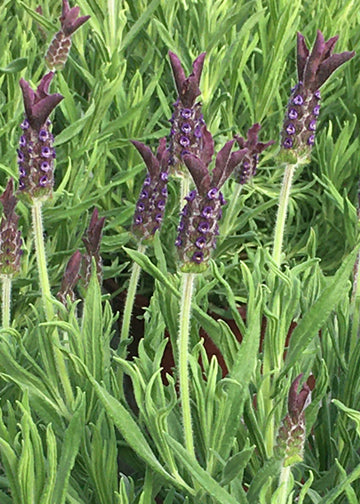 Lavender Helmsdale - 1 Gallon