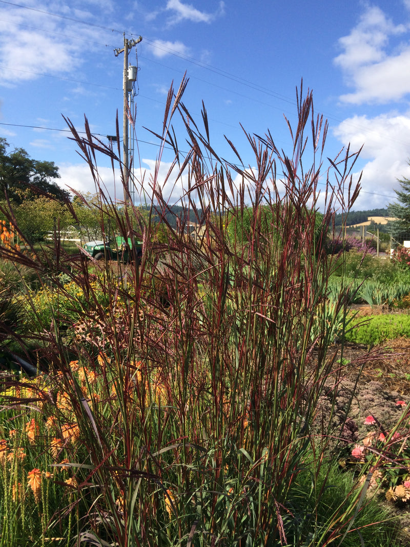 Big Blue Stem Grass Dancing Wind - 1 Gallon