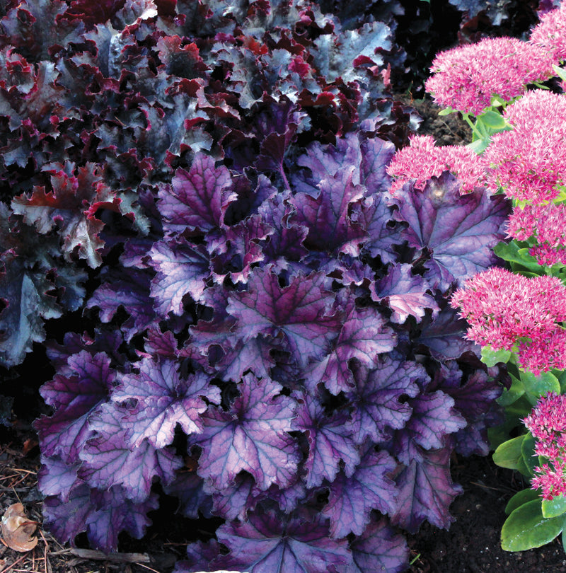 Heuchera Forever Purple - Quart