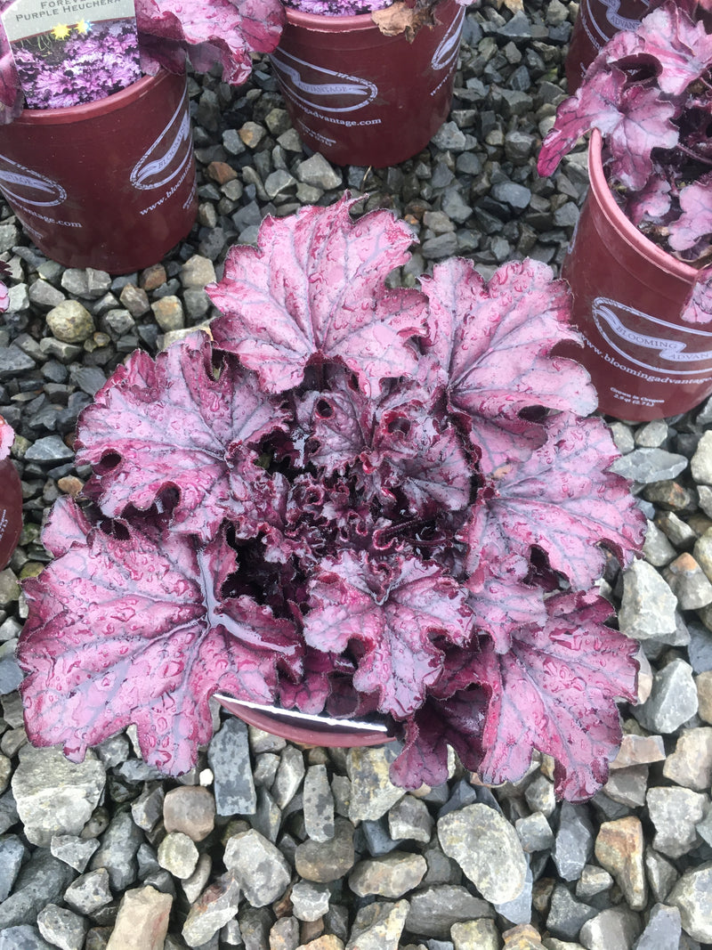 Heuchera Forever Purple - Quart
