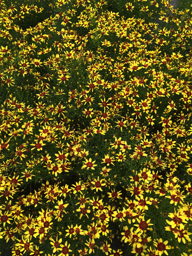 Coreopsis Firefly - 1 Gallon