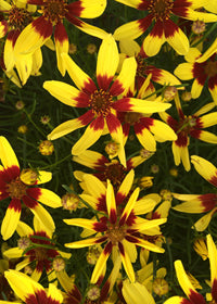 Coreopsis Firefly - 1 Gallon