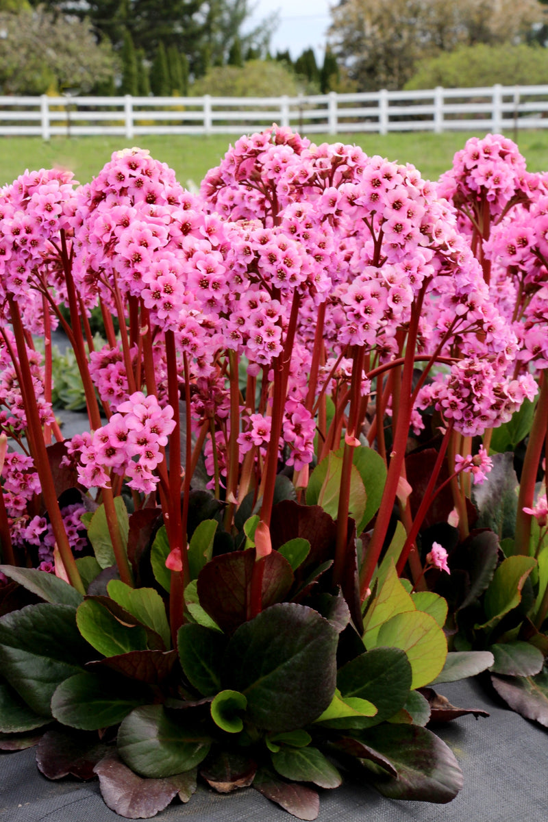 Bergenia Spring Fling - 1 Gallon