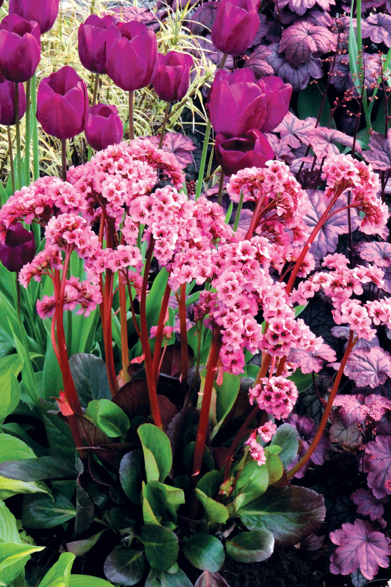 Bergenia Spring Fling - 1 Gallon
