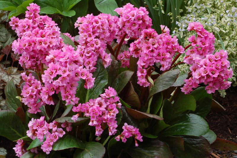 Bergenia Spring Fling - 1 Gallon