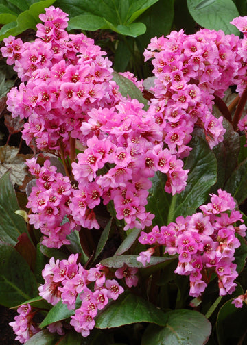 Bergenia Spring Fling - 1 Gallon