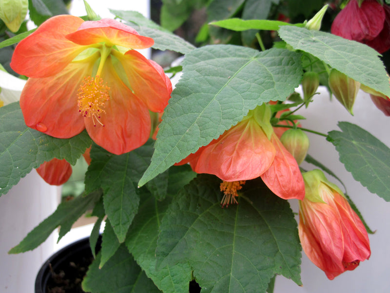 Abutilon Lucky Lantern Tangerine - 1 Gallon
