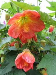 Abutilon Lucky Lantern Tangerine - 1 Gallon