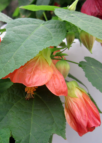 Abutilon Lucky Lantern Tangerine - 1 Gallon